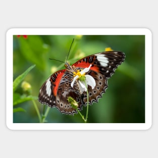 Orchard Swallowtail Butterfly Sticker